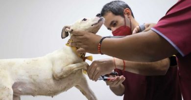 Rescatan a 22 perritos maltratados en el Edomex