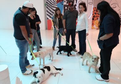 90 perritos de Centro ‘Huixquican’ han encontrado una familia para siempre